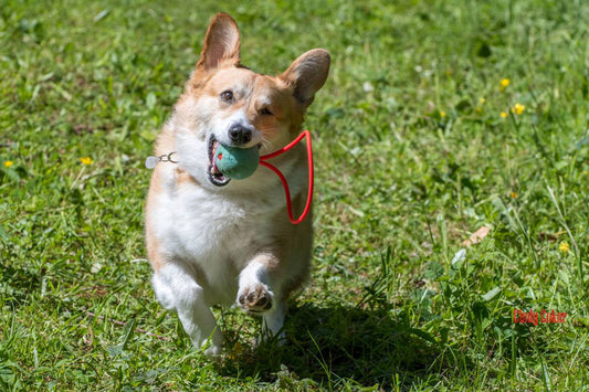 Save Your Arm, Fetch Smarter!